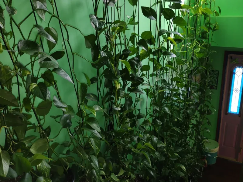 Looking down at Pothos growing up.