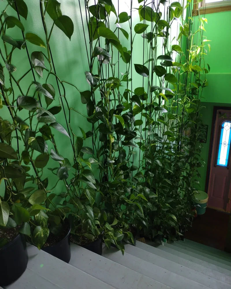 Looking down at Pothos growing up.