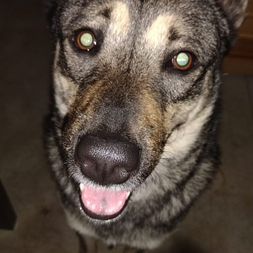 Personal close up of Roshi panting, he wanted pets and I gave him the pets.