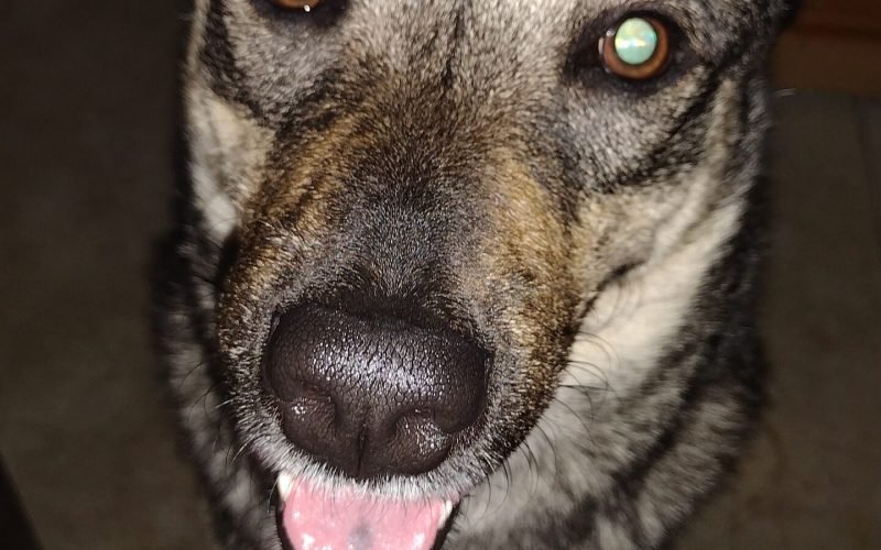 Personal close up of Roshi panting, he wanted pets and I gave him the pets.