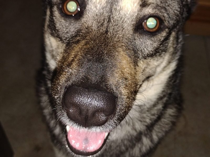 Personal close up of Roshi panting, he wanted pets and I gave him the pets.