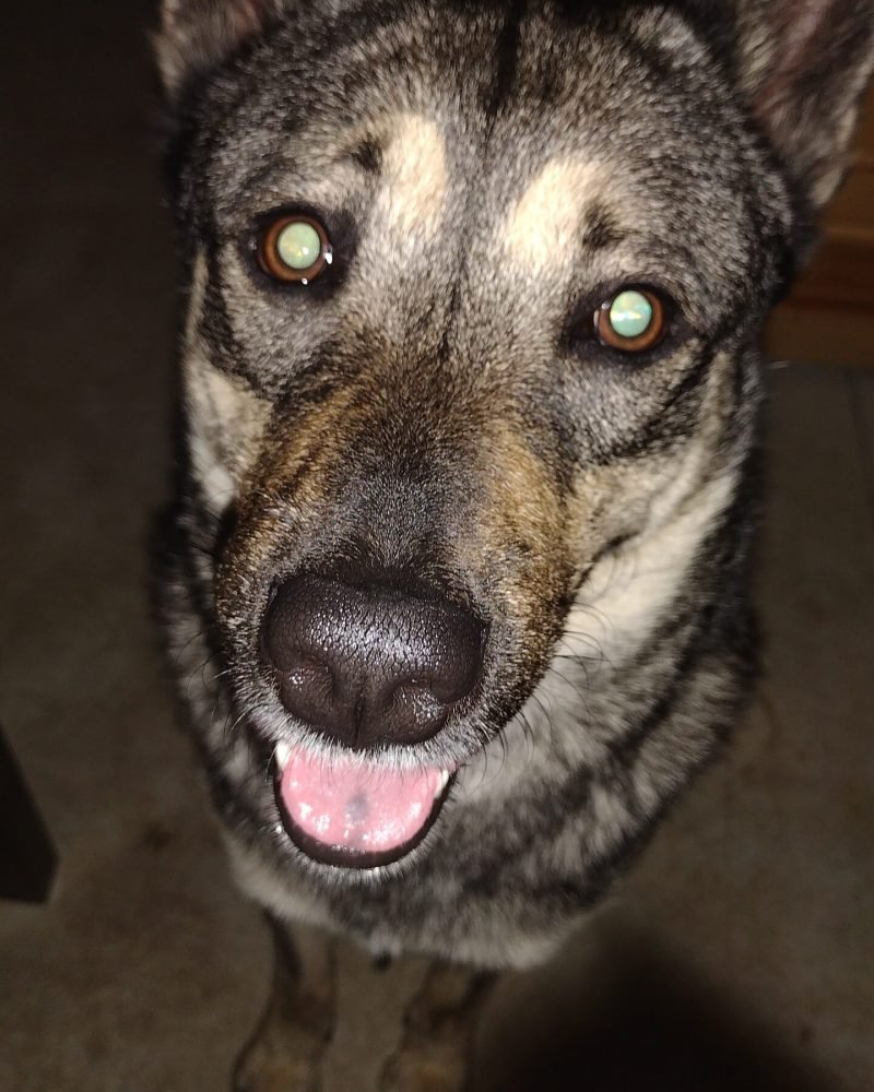 Personal close up of Roshi panting, he wanted pets and I gave him the pets.