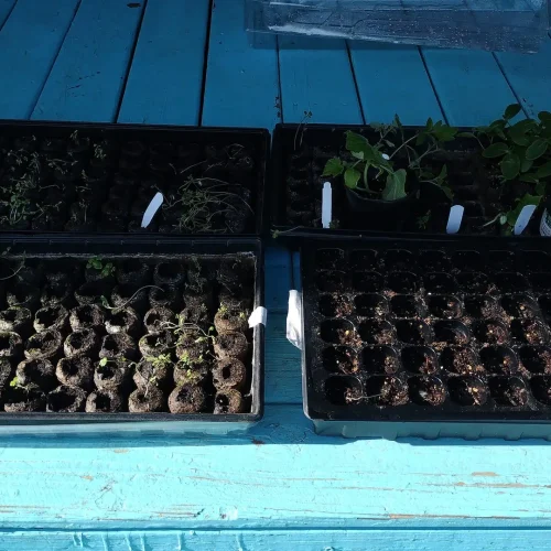 Sprouts 2025