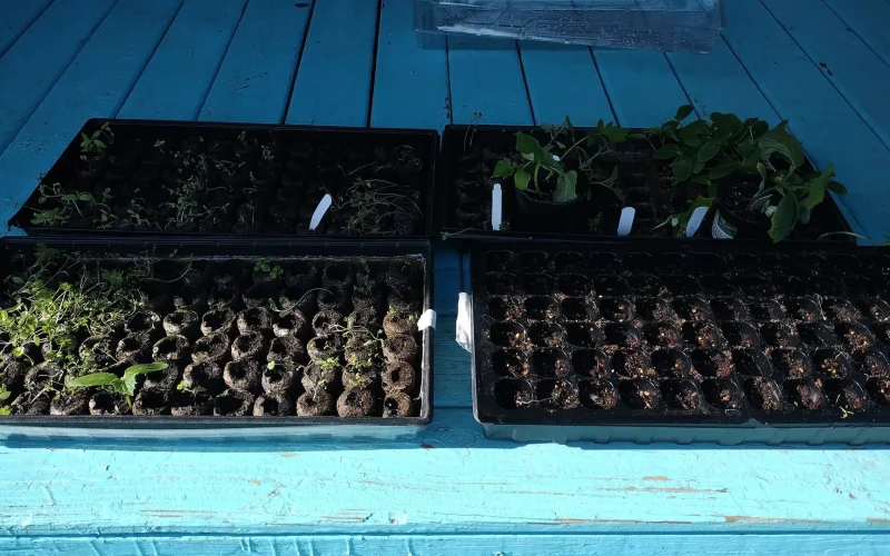 Sprouts 2025
