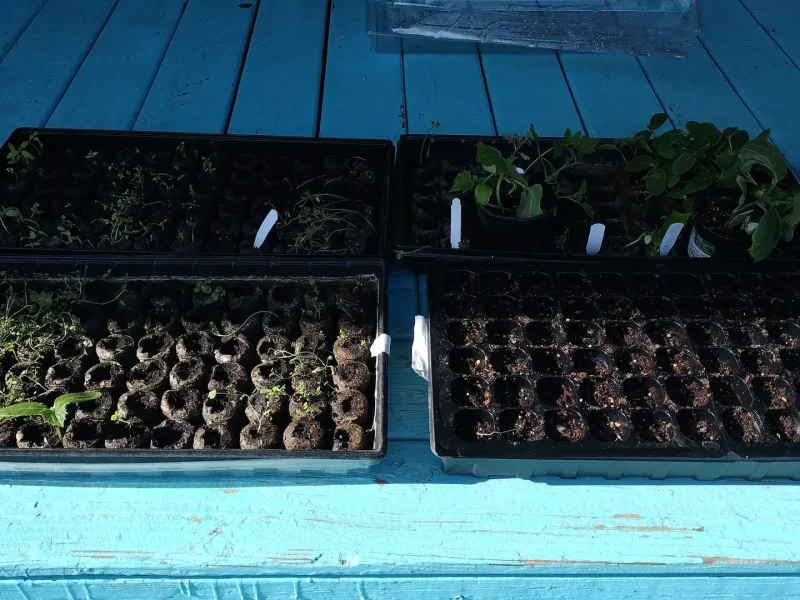 Sprouts 2025