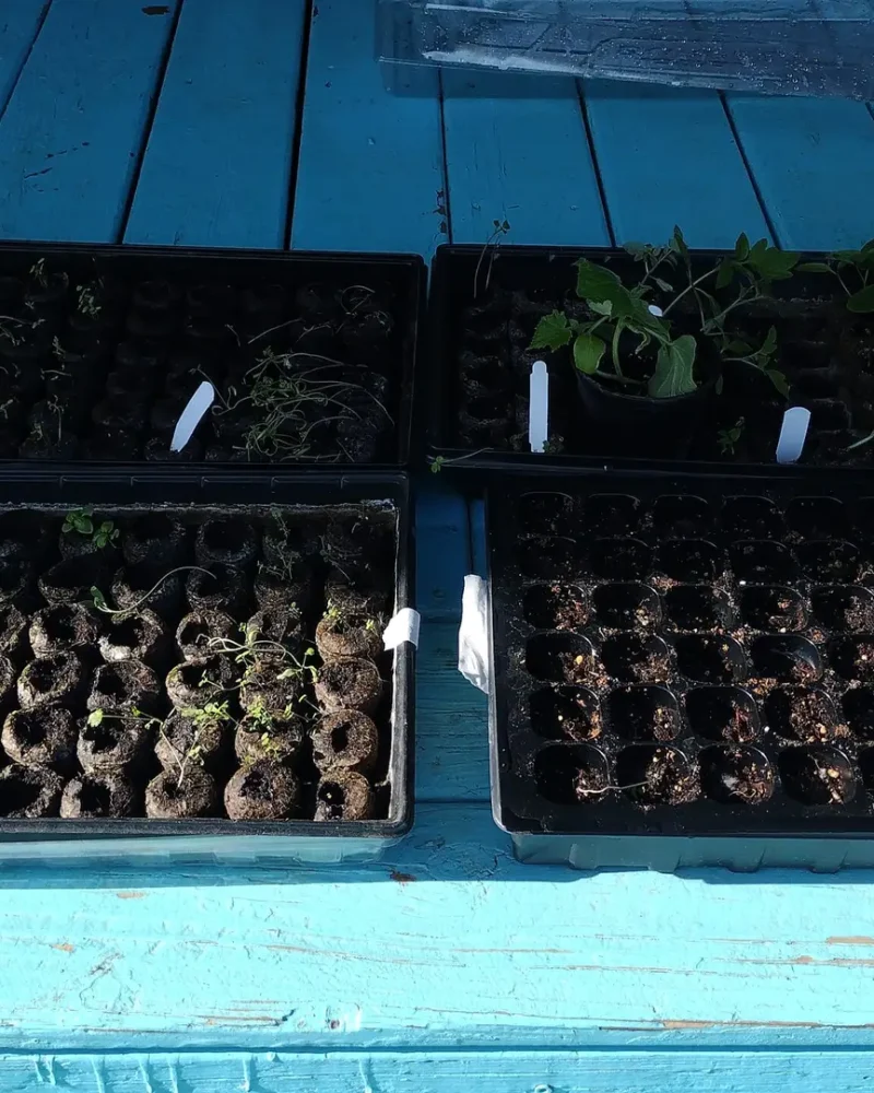 Sprouts 2025