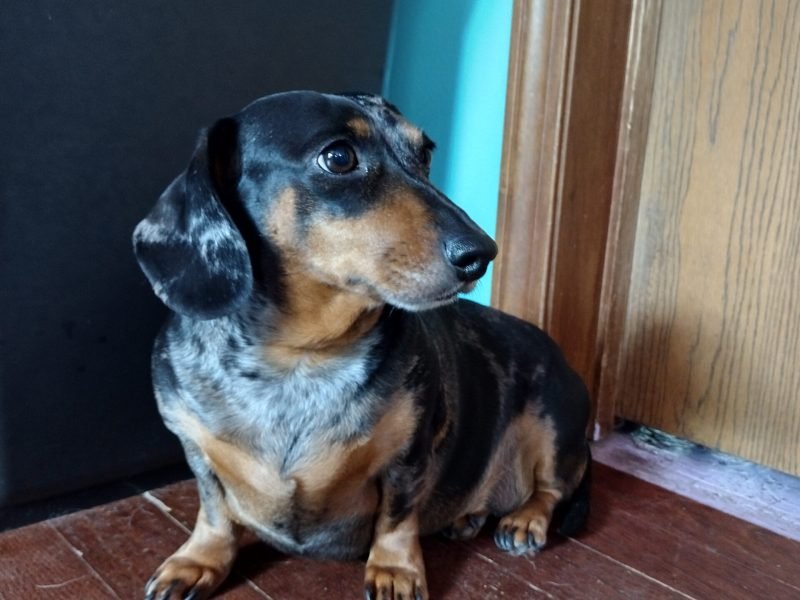 Marbles, thinking about her life choices and whether or not she created enough chaos for the day.