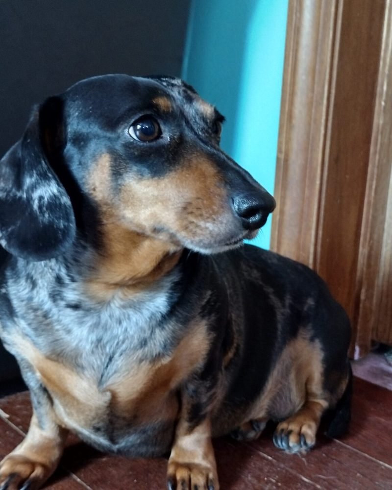 Marbles, thinking about her life choices and whether or not she created enough chaos for the day.