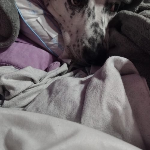 Squids in bed under the covers.