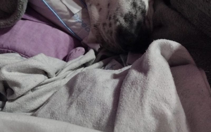 Squids in bed under the covers.
