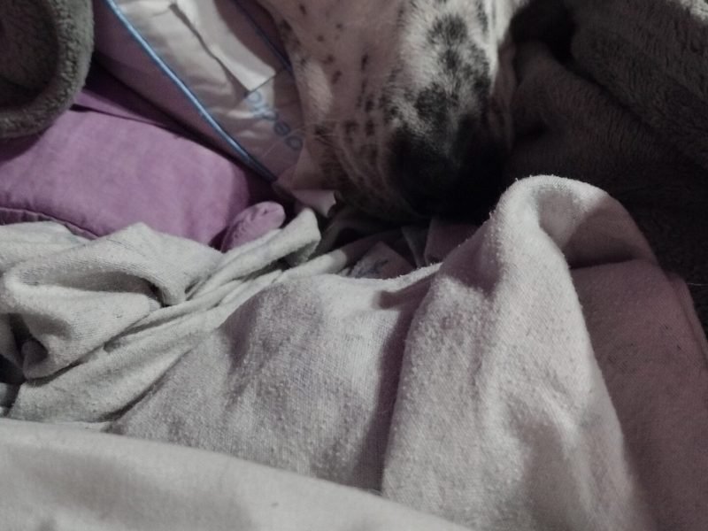 Squids in bed under the covers.