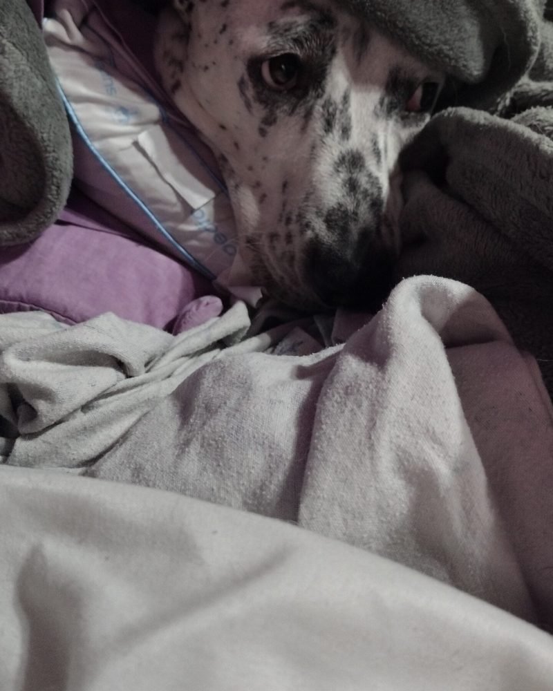 Squids in bed under the covers.