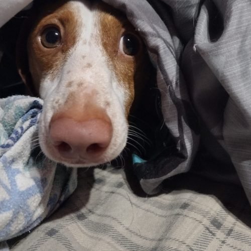 Noodle Peeking out from underneath the blanket.