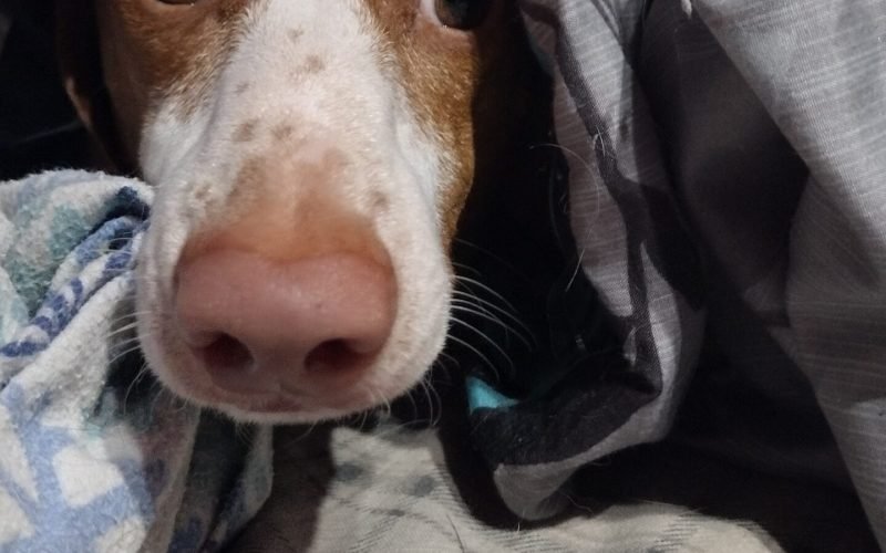 Noodle Peeking out from underneath the blanket.