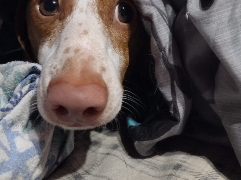 Noodle Peeking out from underneath the blanket.