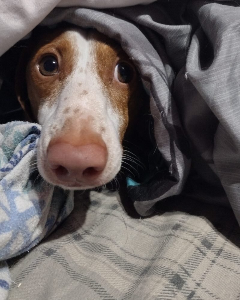 Noodle Peeking out from underneath the blanket.