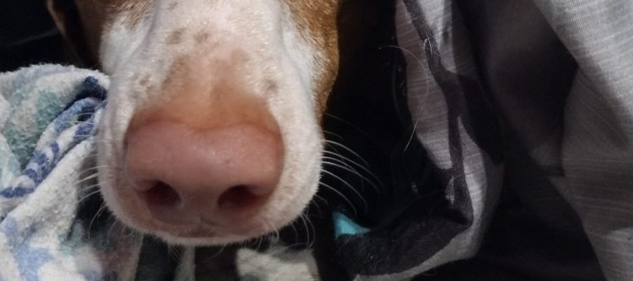 Noodle Peeking out from underneath the blanket.