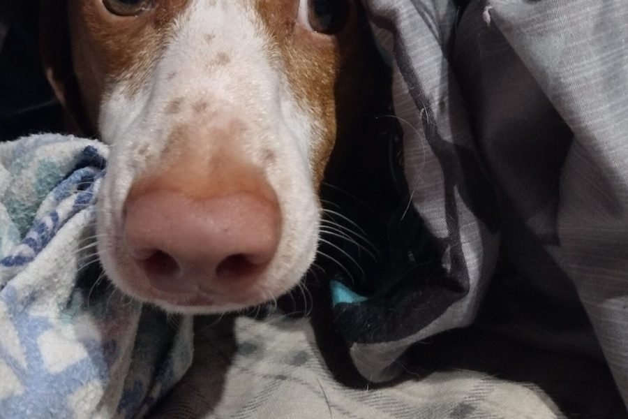 Noodle Peeking out from underneath the blanket.