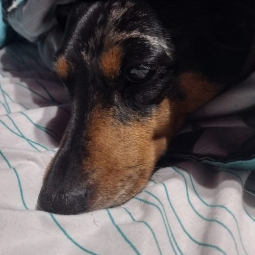 Marbles ready for a nap.
