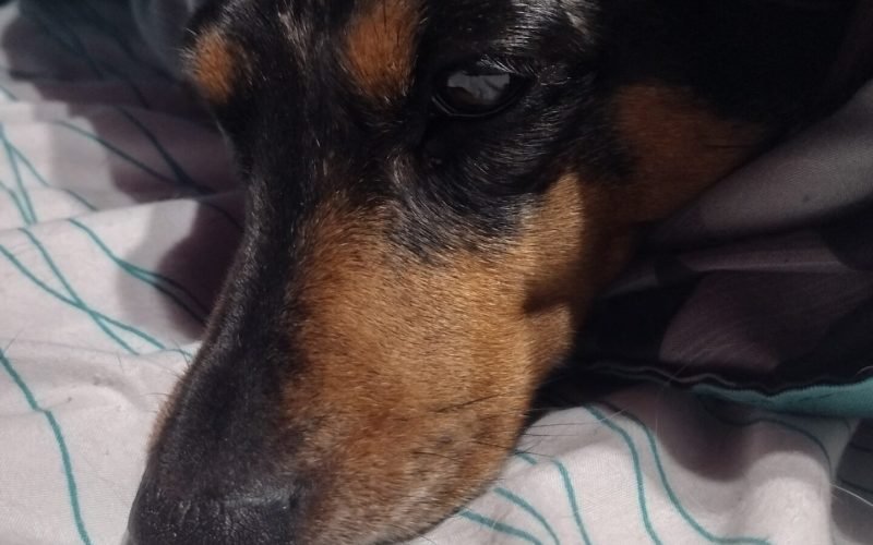 Marbles ready for a nap.