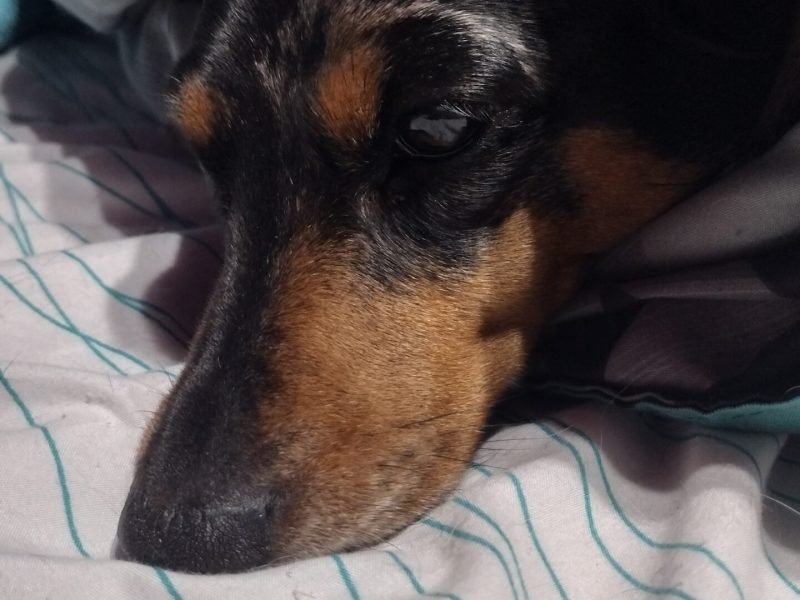Marbles ready for a nap.