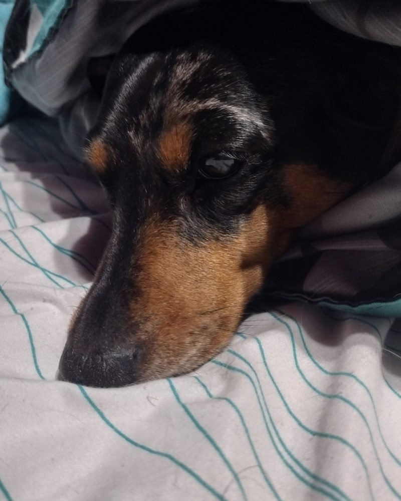 Marbles ready for a nap.