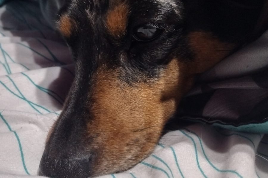 Marbles ready for a nap.
