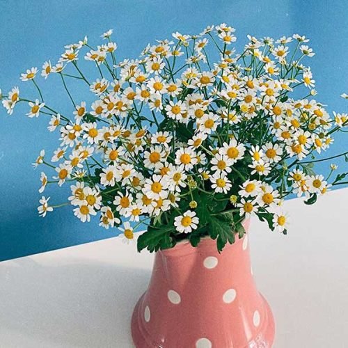Little white flowers in a vase.
