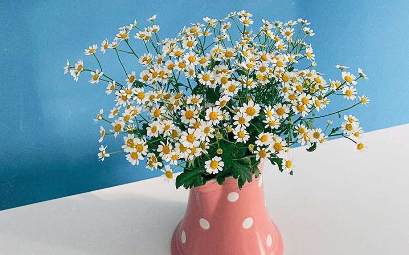 Little white flowers in a vase.
