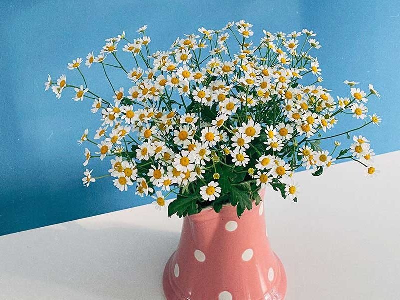 Little white flowers in a vase.