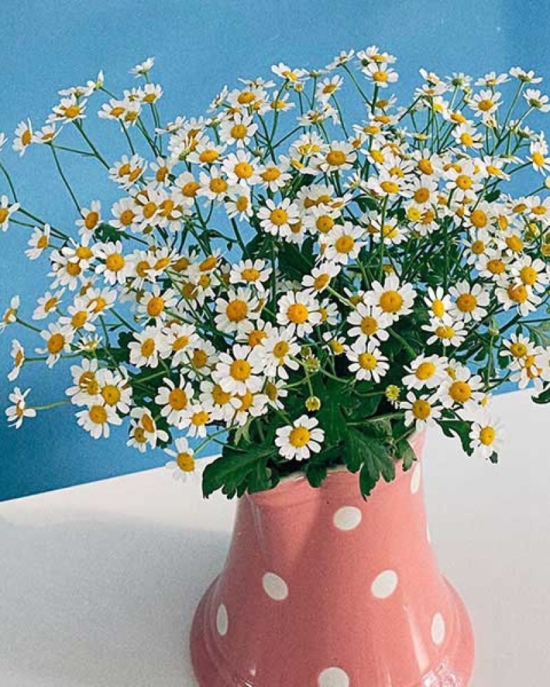 Little white flowers in a vase.